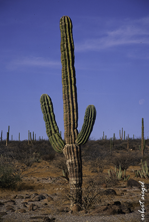 baja